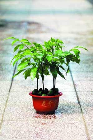 绿色植物除甲醛