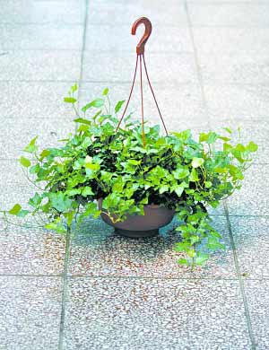 常青藤清除甲醛最有效